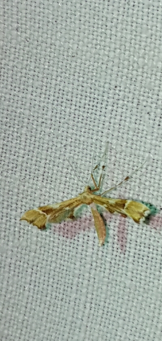 Cnaemidophorus rhododactyla  - Melchior Viallet