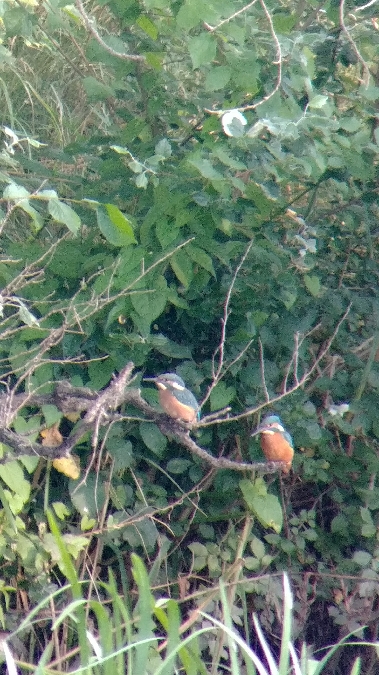 Eisvogel  - Monika Żochowska