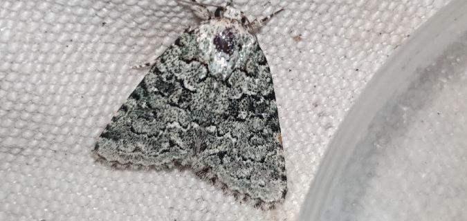 Nyctobrya muralis  - Melchior Viallet