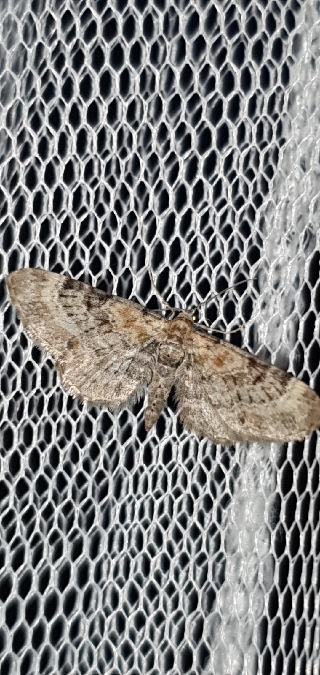 Eupithecia linariata  - Melchior Viallet