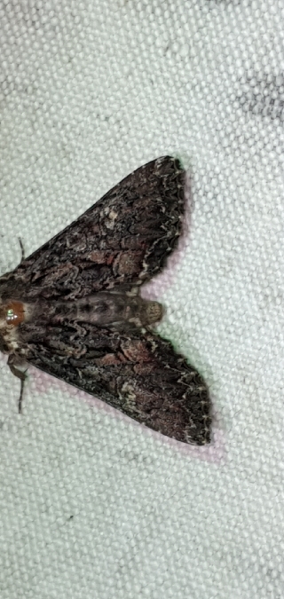 Brassicaire  - Melchior Viallet