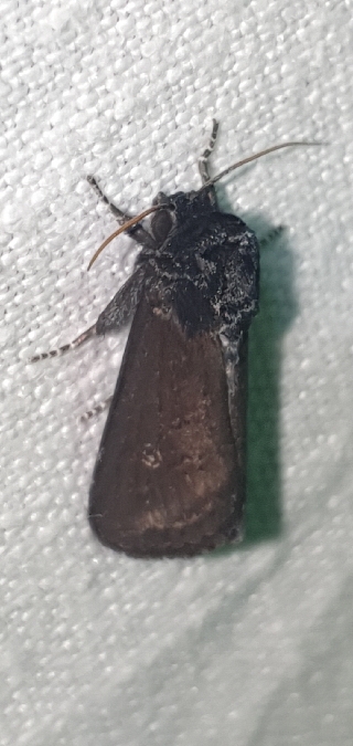 Brithys crini  - Melchior Viallet