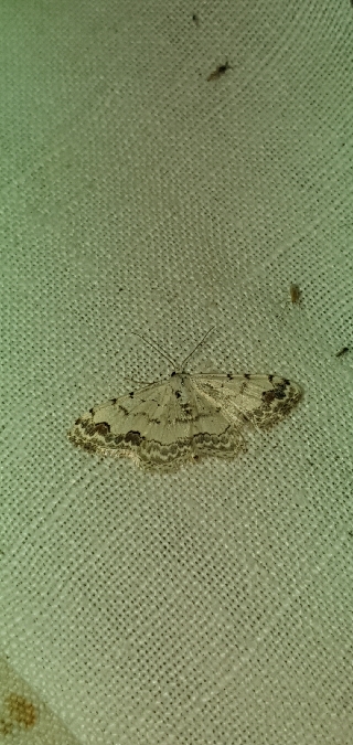 Scopula decorata  - Melchior Viallet