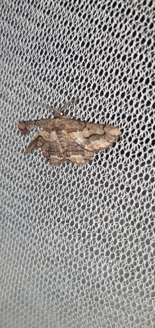 Menophra japygiaria  - Melchior Viallet