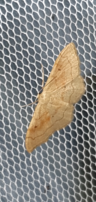 Idaea rubraria  - Melchior Viallet