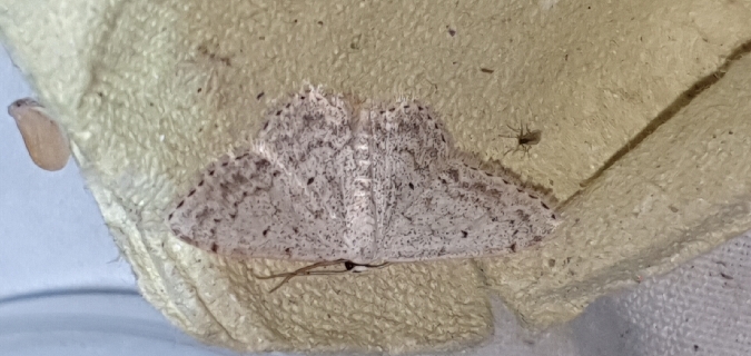Scopula marginepunctata  - Melchior Viallet