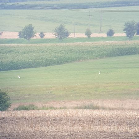 Silberreiher  - Marek Bebłot