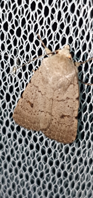 Caradrina aspersa  - Melchior Viallet