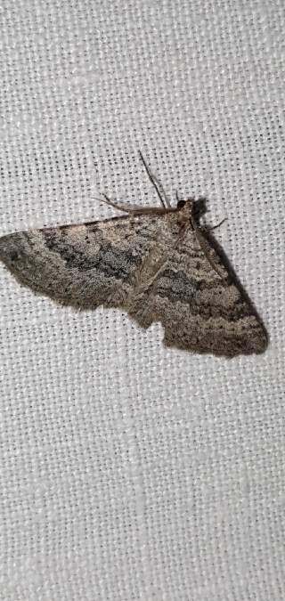 Scotopteryx octodurensis  - Melchior Viallet