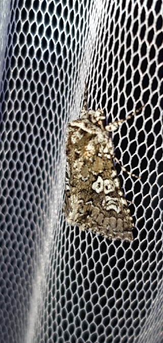 Lamprosticta culta  - Melchior Viallet