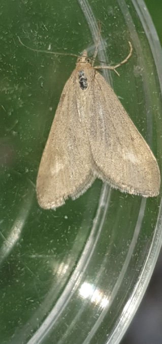 Udea uliginosalis  - Melchior Viallet
