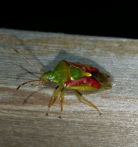 Cyphostethus tristriatus  - Thomas Lux