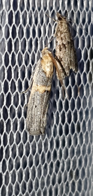 Oxybia transversella  - Melchior Viallet