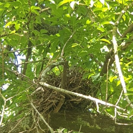 Common Wood Pigeon  - Marek Bebłot