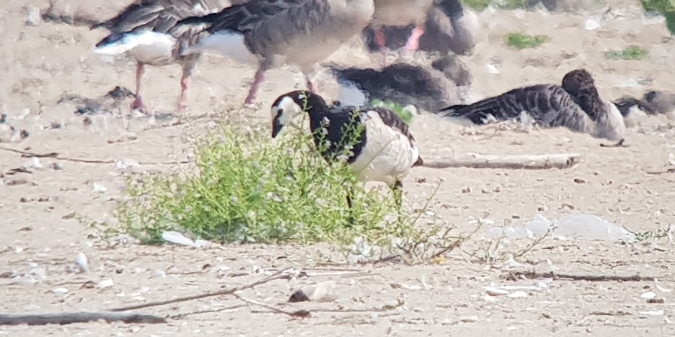 bernikla białolica  - Łukasz Janocha