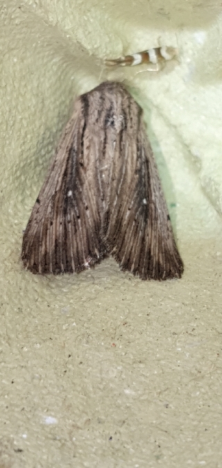 Leucania putrescens  - Melchior Viallet