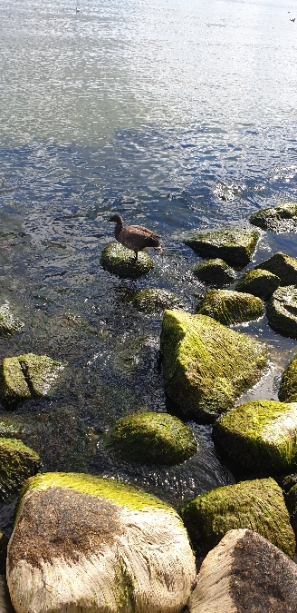 Bernache cravant  - Marcin Borowik