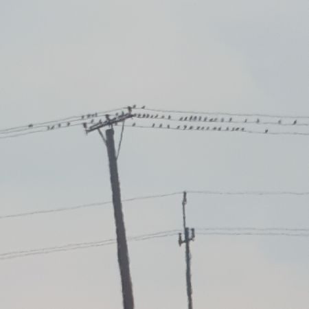 szpak  - Marek Bebłot