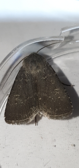 Euxoa birivia  - Melchior Viallet