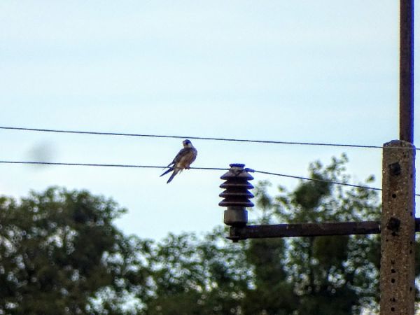 Red-footed Falcon  - Marek Bebłot