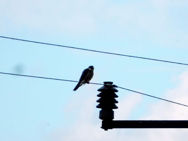 Rotfussfalke  - Marek Bebłot