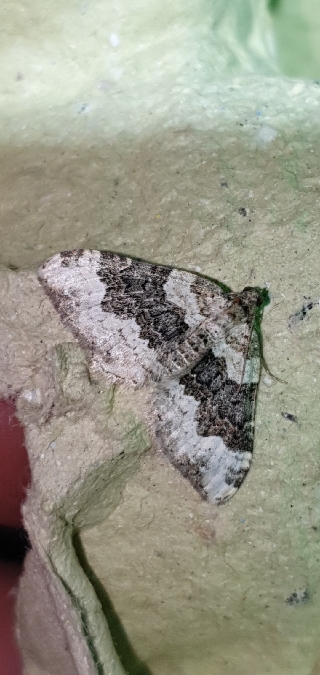 Epirrhoe galiata  - Melchior Viallet