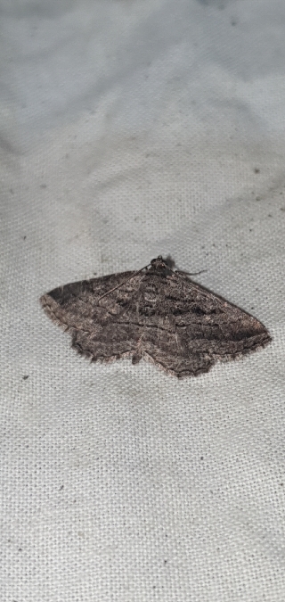 Rhoptria asperaria  - Melchior Viallet