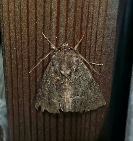 Noctuelle cythérée  - Thomas Lux