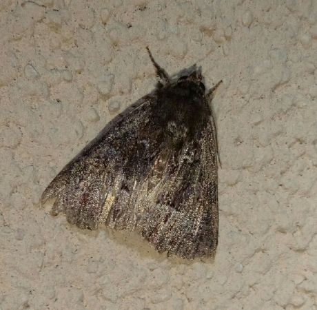 Noctuelle cythérée  - Thomas Lux