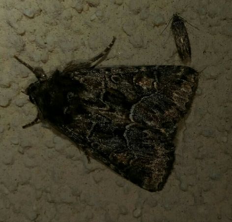 Noctuelle cythérée  - Thomas Lux
