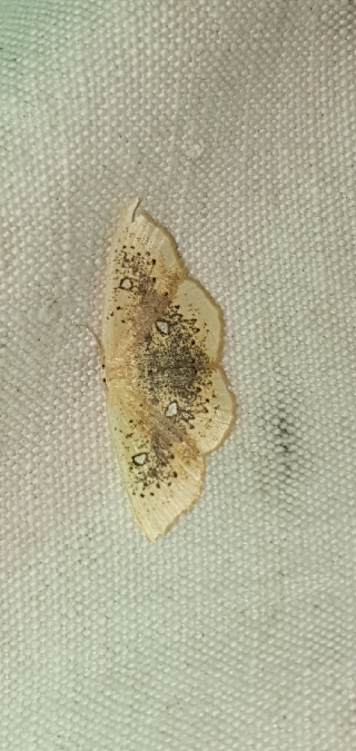 Cyclophora albiocellaria  - Melchior Viallet
