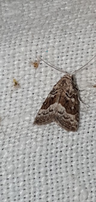 Nola squalida  - Melchior Viallet