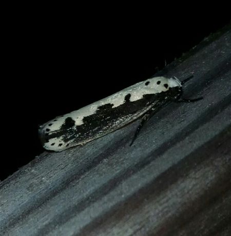 Ethmia bipunctella  - Thomas Lux