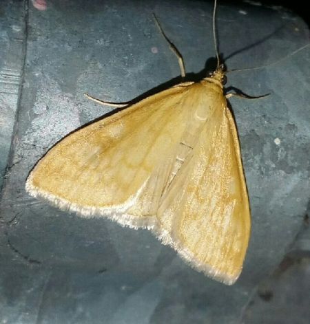 Sitochroa verticalis  - Thomas Lux