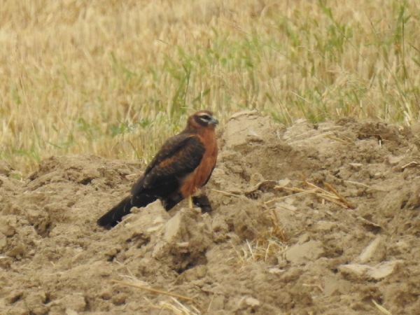 Wiesenweihe  - Szymon Sendera