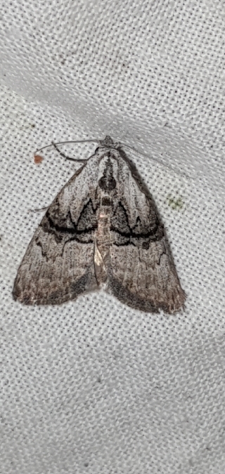 Meganola togatulalis  - Melchior Viallet