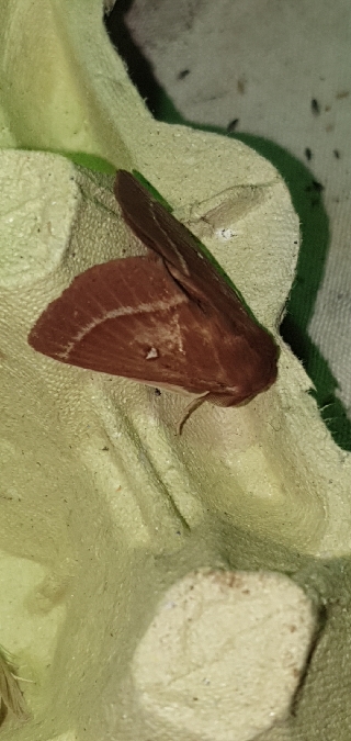 Bombyx du Trèfle  - Melchior Viallet