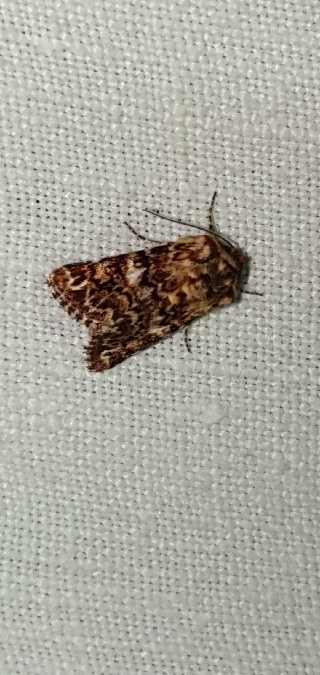 Anarta myrtilli  - Melchior Viallet