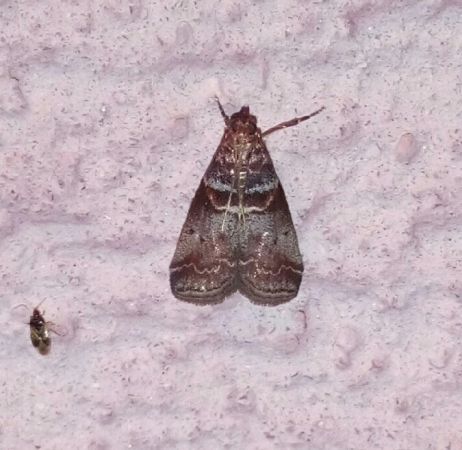 Acrobasis advenella  - Thomas Lux