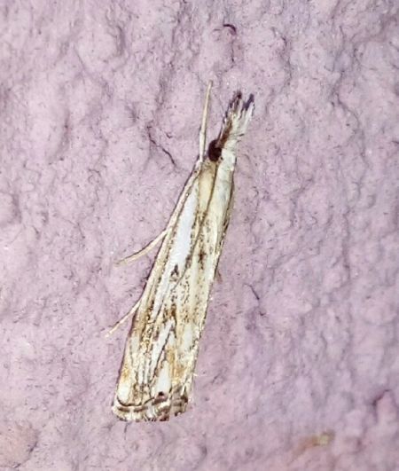 Catoptria falsella  - Thomas Lux