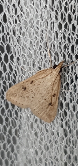 Udea numeralis  - Melchior Viallet