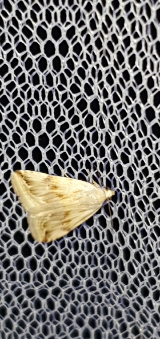 Eublemma ostrina  - Melchior Viallet