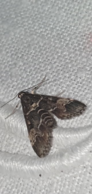 Duponchelia fovealis  - Melchior Viallet