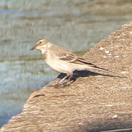 Bachstelze  - Krzysztof Sokołowski