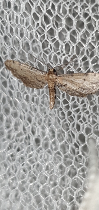 Idaea incalcarata  - Melchior Viallet