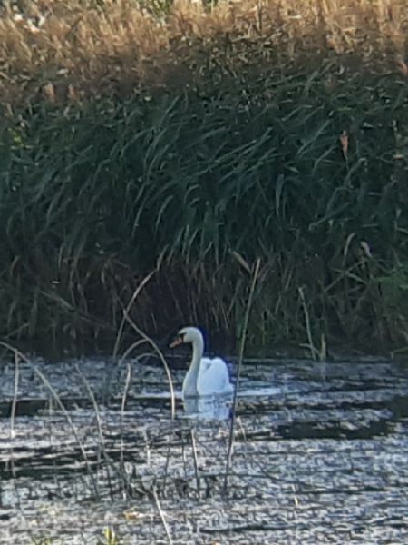 Höckerschwan  - Krzysztof Sokołowski