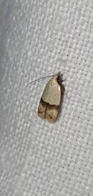 Odites kollarella  - Melchior Viallet