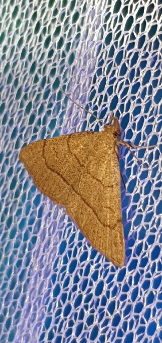 Paracolax tristalis  - Melchior Viallet