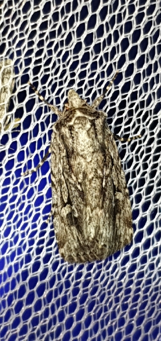 Yigoga signifera  - Melchior Viallet