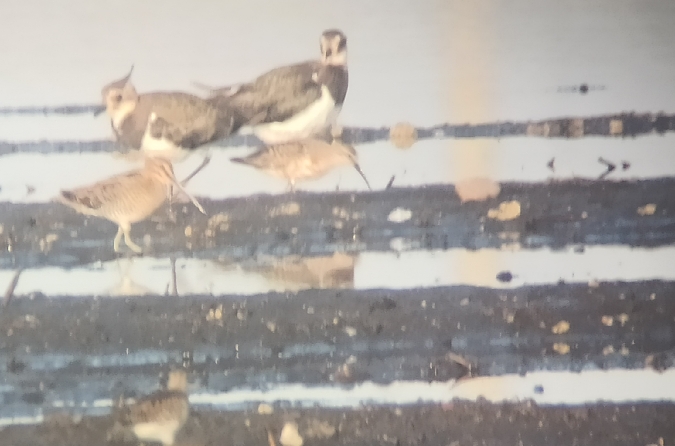 biegus krzywodzioby  - Dariusz Węcławek